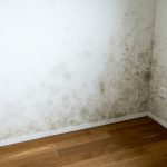 Guide on How To Removing Mildew - Fortador