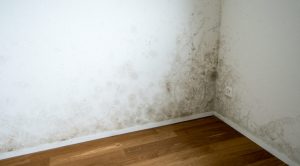 Guide on How To Removing Mildew - Fortador