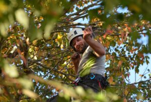 tree care edmonton